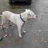 BLANCO - 4 anni (nato indicativamente a Gennaio del 2021)  - Simil Dogo Argentino  - Taglia: Media   Foto 7